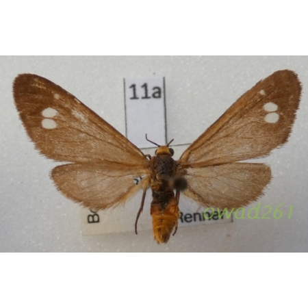 Dysauxes ancilla (Linnaeus, 1767) Czech11a